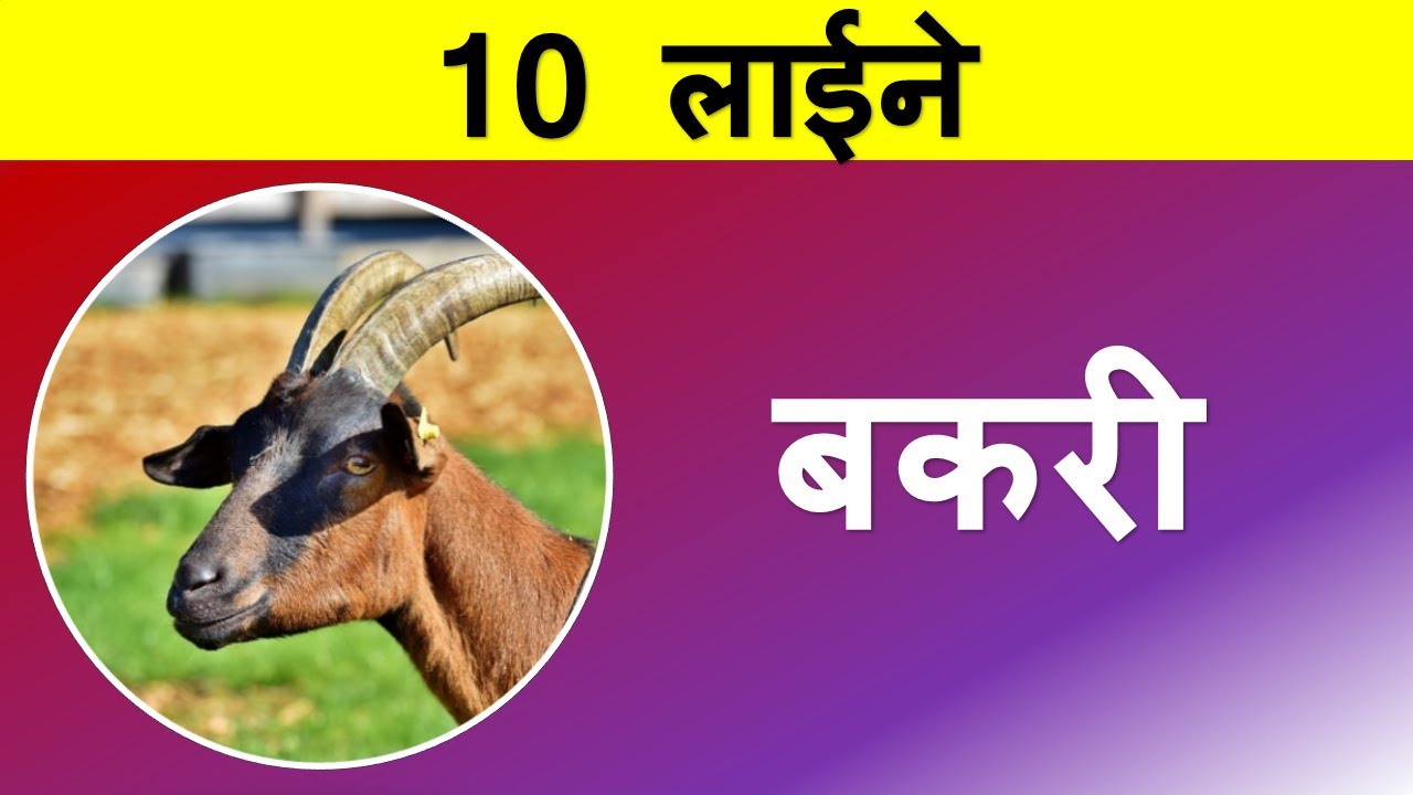 ten lines on goat in Hindi | Few lines about goat