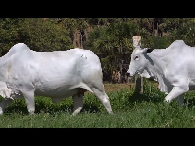 Lote 36   Leilão Virtual de Fêmeas Nelore RSAN