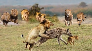 Big battle of Lion vs Hyena Fight! Animals Fighting For Foods Hyenas, Wild dog - Attack of Animals