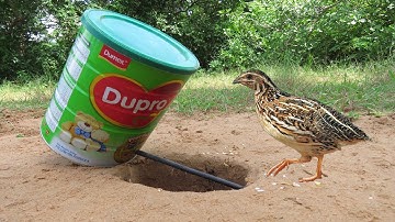 Easy Creative Underground Quail Bird Trap Using Dupro Milk Cans - Fantastic Bird Trap