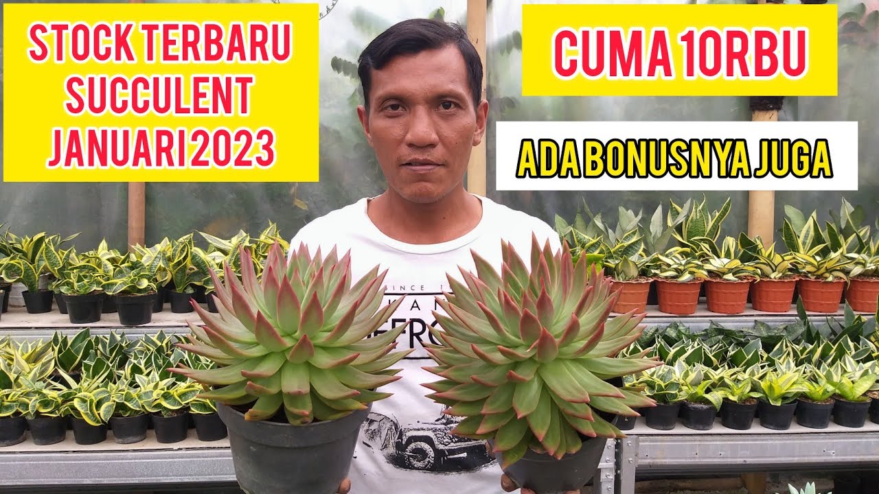 STOCK TERBARU SUKULEN BULAN JANUARI 2023 DI GREEN HOUSE PAK@Hermansansevieria