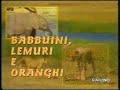 Il mondo di quark 98-99 92/143 - Babbuini, Lemuri e Oranghi (19/03/99)