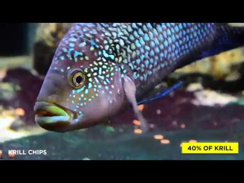 tropical cichlid chips