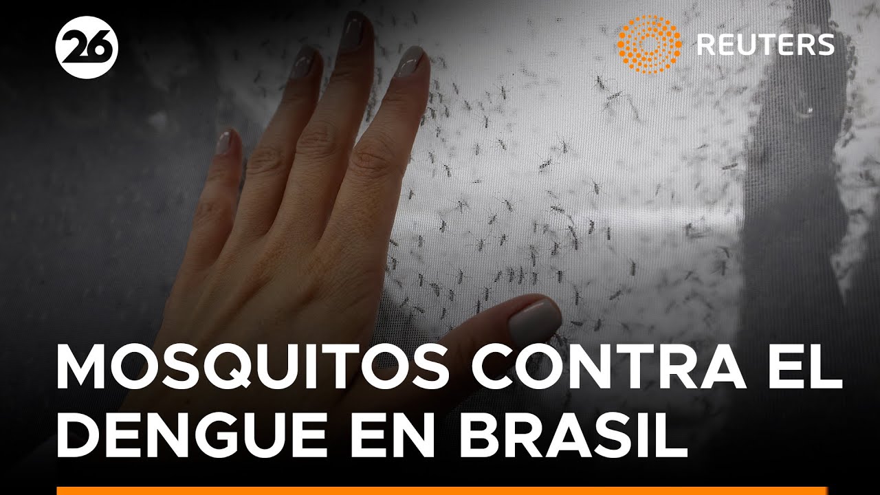 🔬 ИННОВАЦИЯ: Бразилия использует комаров с вольбахией для защиты 140 миллионов человек | 