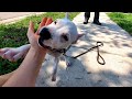 How To Teach Your Puppy to Stay Part 1 - Amstaff Puppy