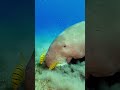 Dugong (Sea Cow) in Marsa Alam