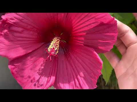 Suis ma main 🤚 Visite Asmr du jardin zen en été 🌺