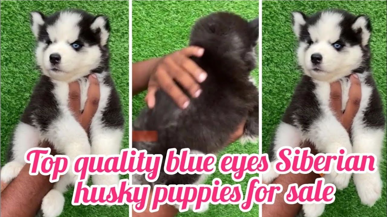 Top quality Siberian husky puppies for sale9666117661hyderabaddog