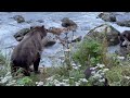 Wild Brown Bears Fishing | Haines, Alaska | Real Wildlife Encounter | No Talking