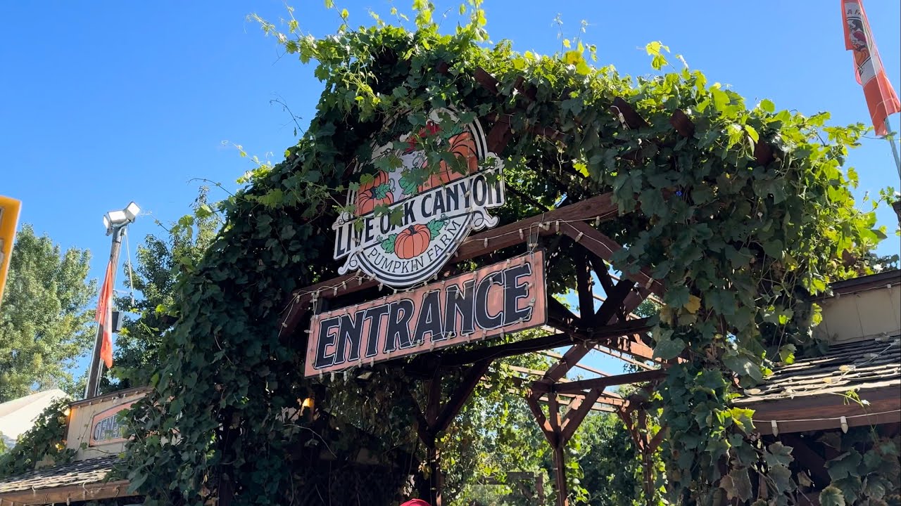 Live oak Canyon pumpkin 🎃 patch.