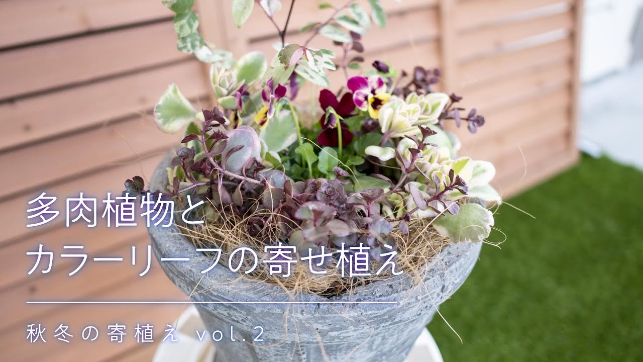 秋冬の寄せ植え 多肉植物とカラーリーフの寄せ植え Youtube