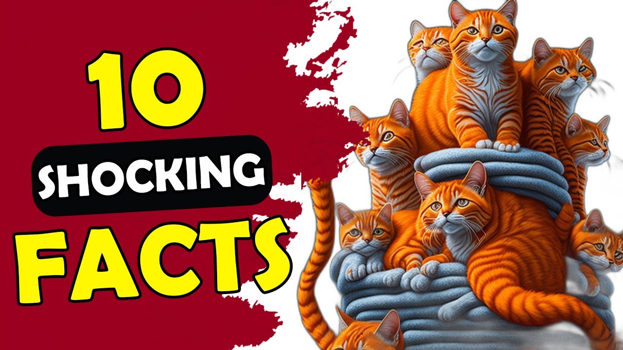10 FACTS YOU DIDN'T KNOW ABOUT ORANGE CATS - YouTube