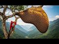 Oh My God! Thousands of Bees Clinging to a Giant Beehive!
