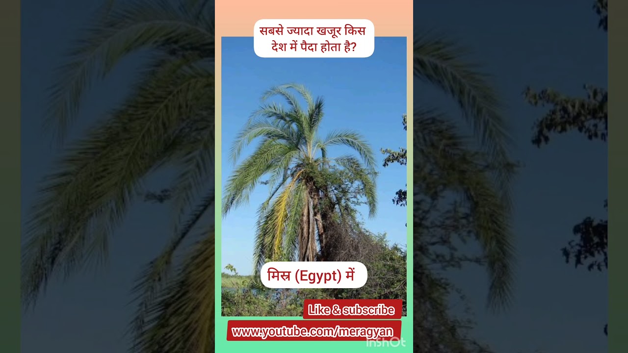 दुनिया में सबसे ज्यादा खजूर कहां उगते हैं? | Date Production Facts.  