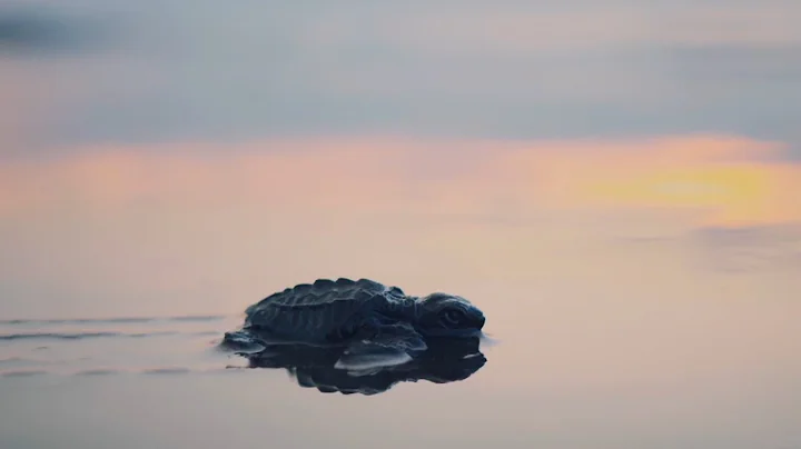 Sea Turtle Nesting Season On Amelia Island, FL