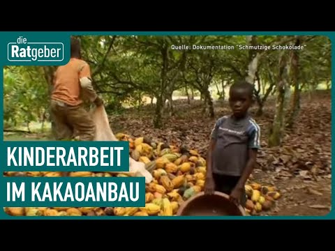 Video: Auf der Kakaoplantage?