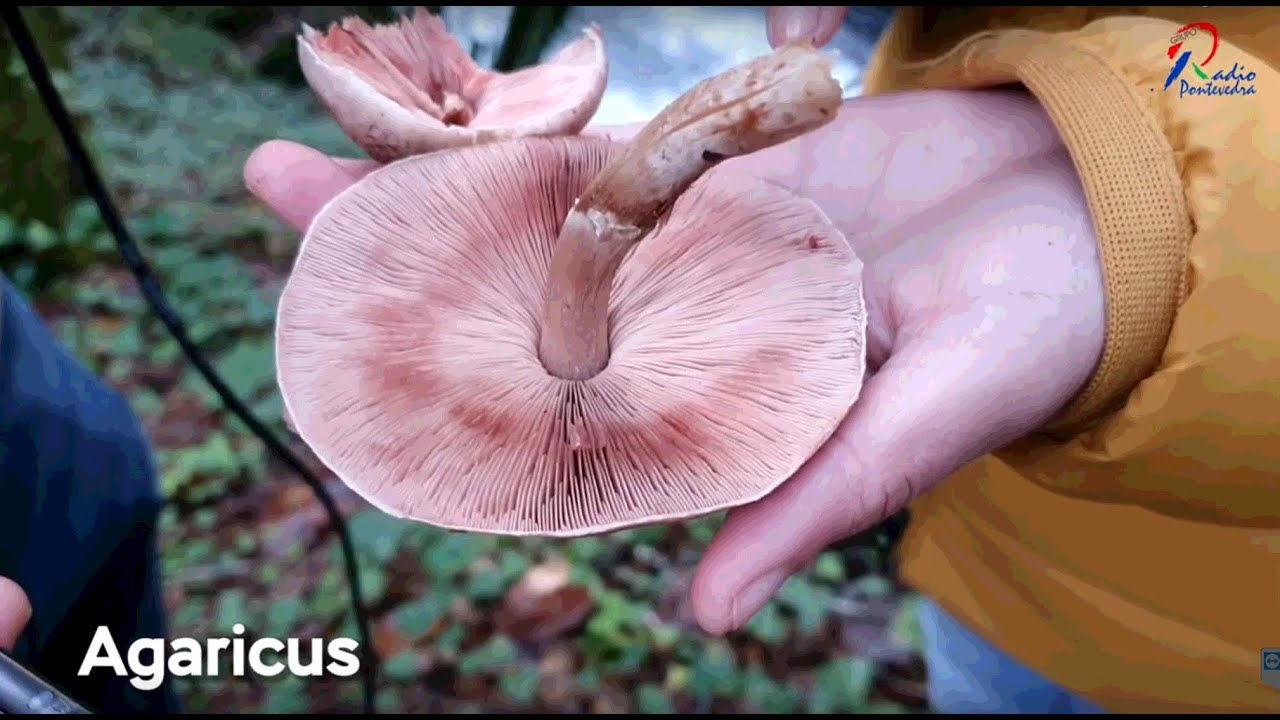 Os cogomelos máis comúns de Galicia: iniciación á micoloxía