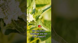 Why Ladybugs Are Red