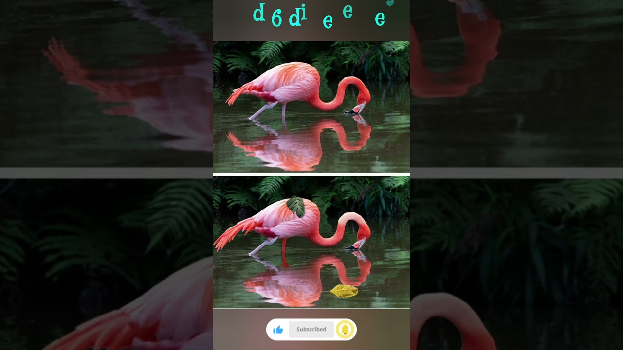 Pink flamingo. Find 6 differences