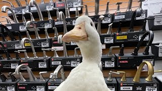 i took my duck Thrift Shopping