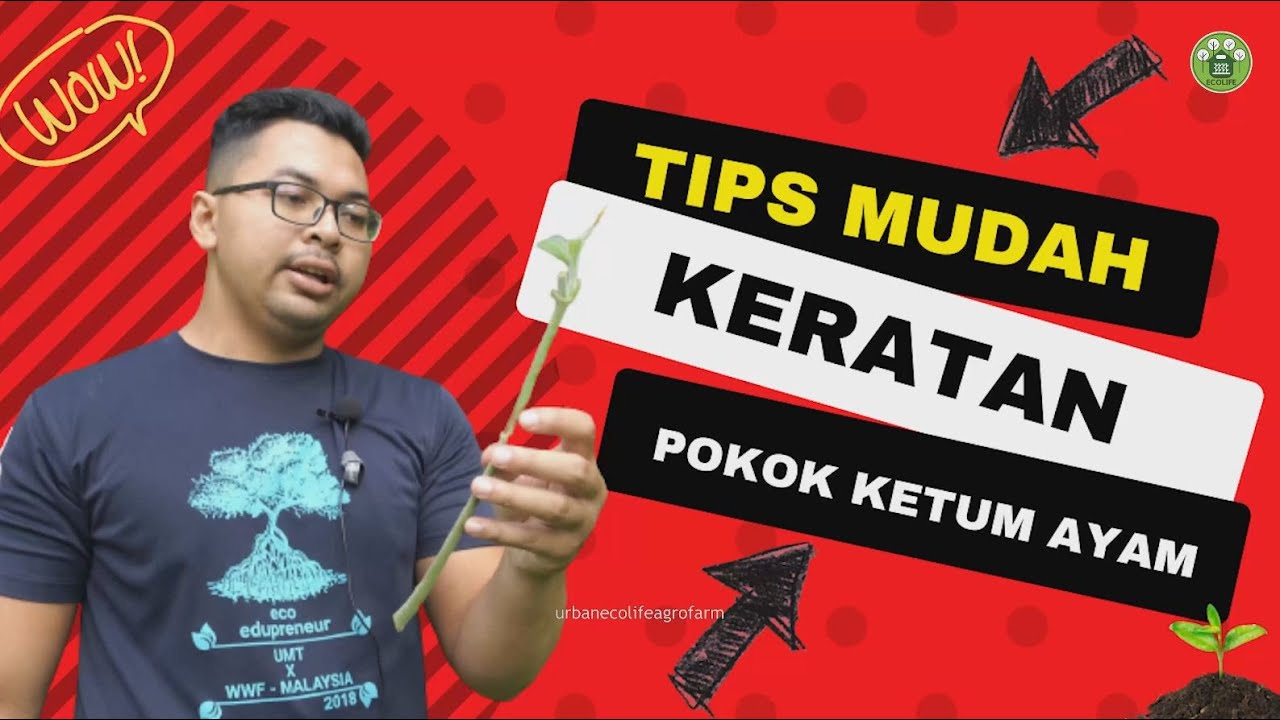 EP 24: TIPS MUDAH CARA TANAM KERATAN BATANG POKOK KETUM AYAM