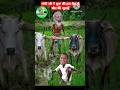मोदी जी ने अपने हल बैल से की खेत की जुताई🐃 | Bull Comedy #short#video