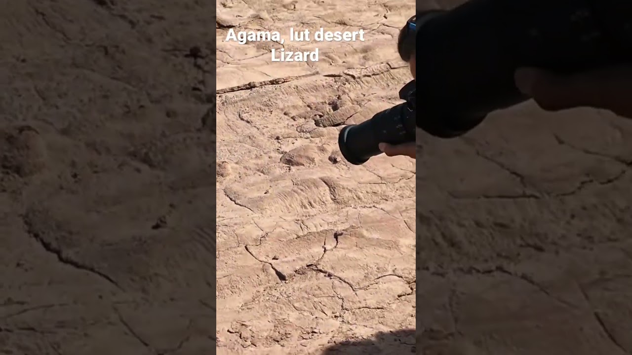 Agma, is a kind of Lizard that lives in Lut desert we saw it accidentally, nice gesture!😄