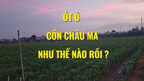 Vườn ớt ở cồn châu ma trồng như thế nào rồi?