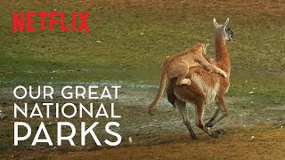 Filming the Puma Hunt for Our Great National Parks | #WildForAll | Netflix