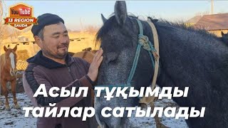 Шымкент "Абай Шанақ" ауылында 1.5 жасар асыл тұқымды екі тай сатылады.