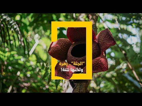 فيديو: زهرة الجثة - الأكبر في العالم