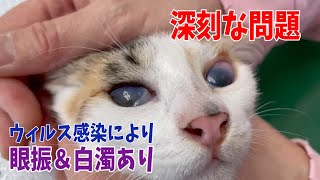 【後編】行き場のない沖縄の子猫達を空腹し動物病院へ