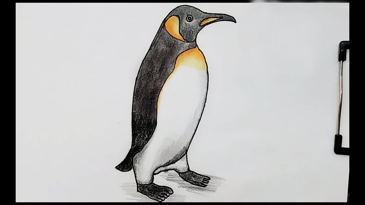 How To Draw A Penguin Realistic Easy / Drawing a penguin is fun because