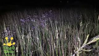Spotted Marsh Frogs and Pobblebonk Frogs singing beautifully in Sandringham for FrogID Week!