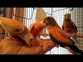 Bourke's Parakeet Youngsters Available Now