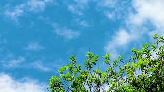 Blue Sky Above Tree Free Background Videos, Motion Graphics, No Copyright | All Background Videos