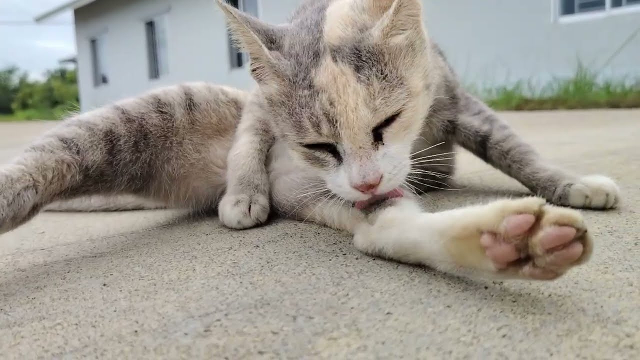 Cute style of lovely cat 