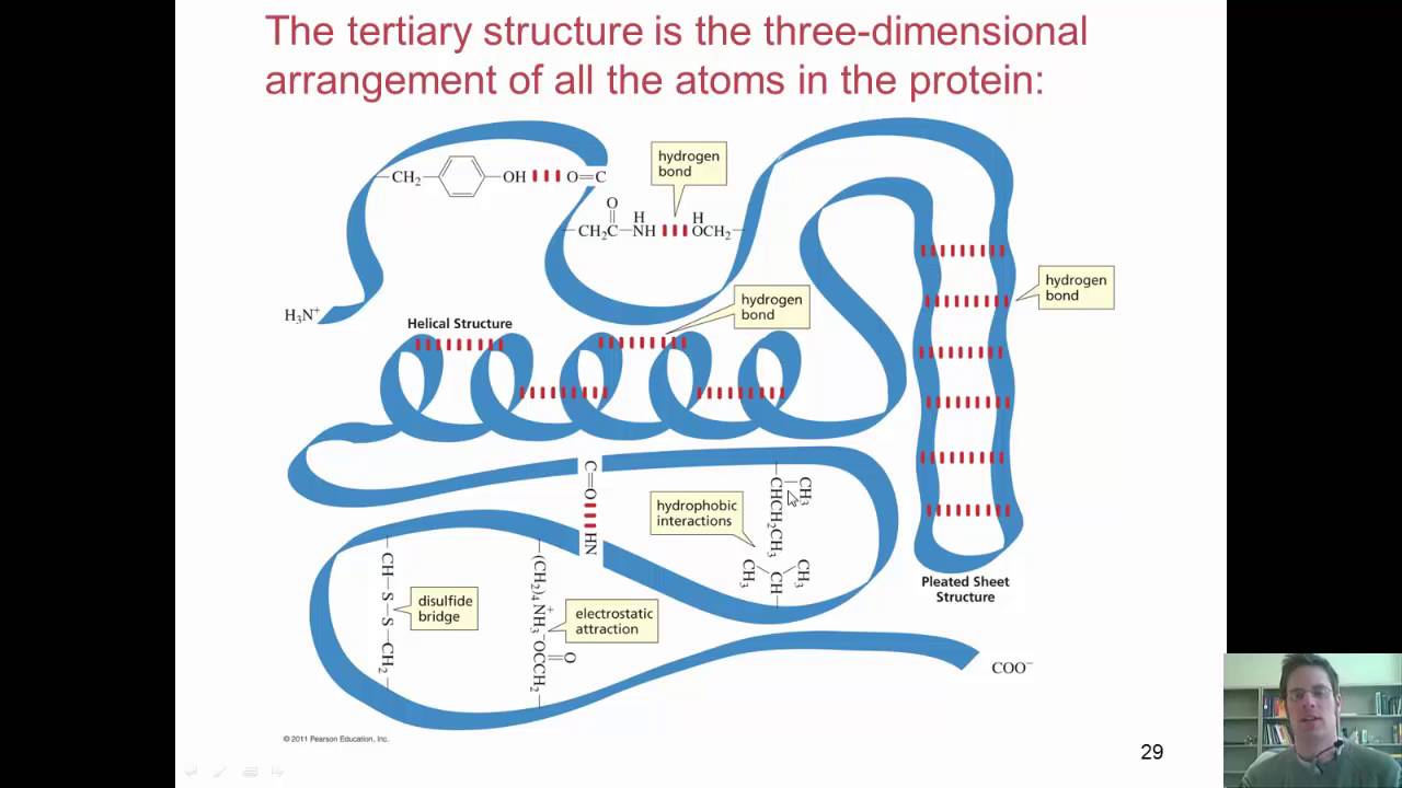 Chapter 23 Protein Chemistry Part 10 of 10 YouTube