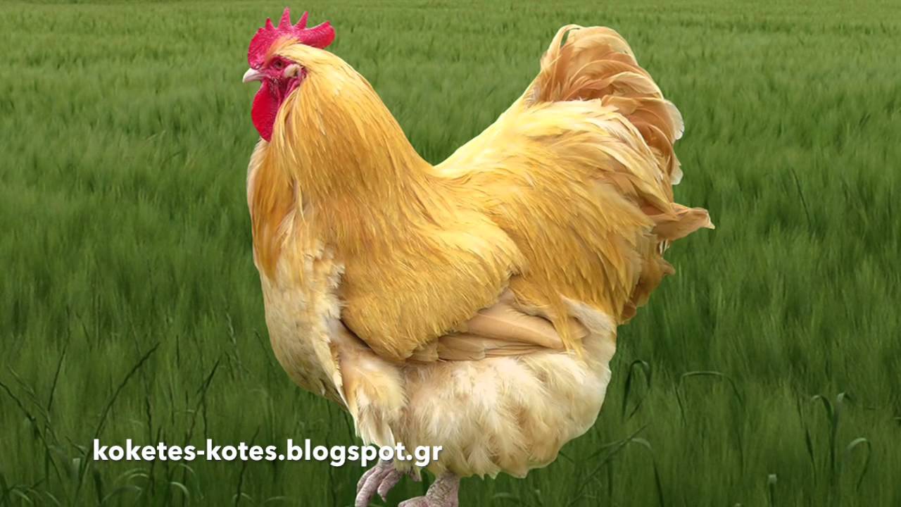 Η κότα ράτσας Όρπινγκτον | Orpington chicken - YouTube