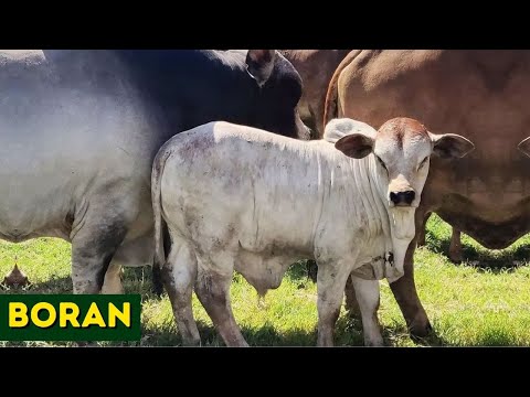 RAÇA BORAN - A melhor raça da África ?