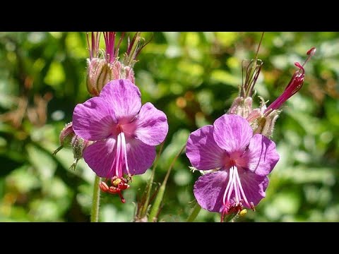 Video: Biljke Koje Jačaju Kosu