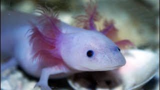 Facts: The Axolotl Facts: The Axolotl