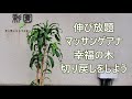 伸び放題　幸福の木を剪定(切り戻し)しよう（５～７月初旬に行います）