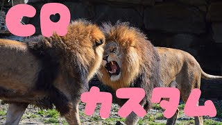 【APEX】CRカップ4日目練習 / k4sen はんじょう アステル コーチゆきお