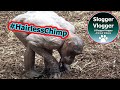 Jambo: Hairless Chimp Who Never Gives Up