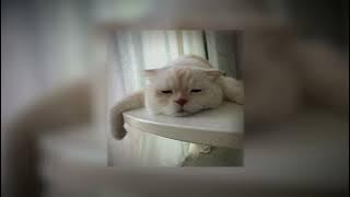 Wide awake - Katy Perry (sped up)