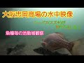 8月末の忠岡高場水中映像その3。スズキが群れでいてました。魚種毎の活動棚観察。