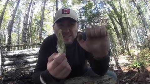 Get Tree Sap off your hands with Old Mans Beard: 1 Minute of Bushcraft Vol.2