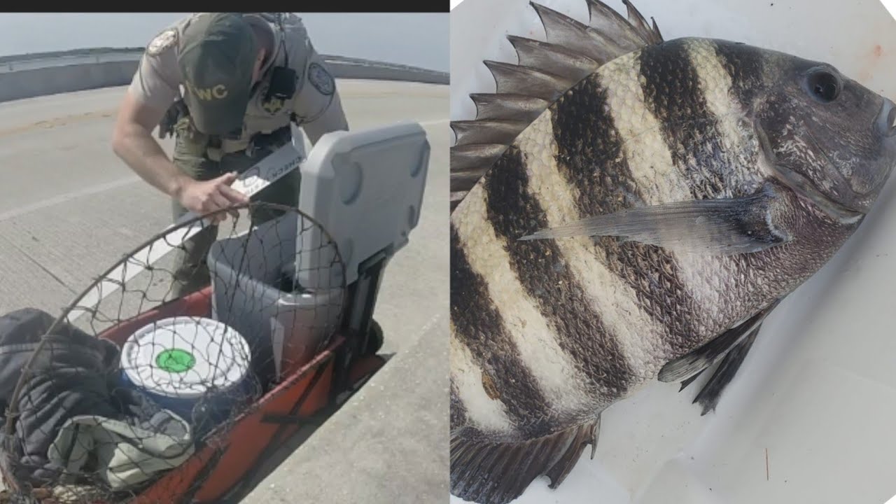 Sheepshead Fishing At Matanzas Inlet FWC Game Warden Again YouTube sheepshead-fishing-at-matanzas-inlet-fwc-game-warden-again-youtube