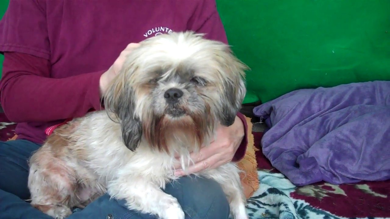 dog adoption mauritius A5072153 Betty